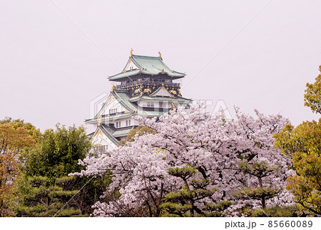 大阪城と桜　春の大阪城公園　桜の風景　春の大阪観光　新緑と桜　　 85660089