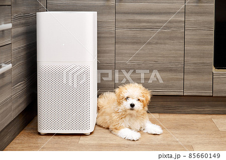 Maltipoo puppy is lying on the floor near the air purifier in the kitchen 85660149