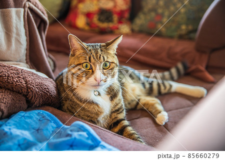 見つめる猫 見つめる猫 85660279