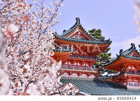 平安神宮のしだれ桜　京都の桜名所　春の京都観光スポット　左近の桜 85660414