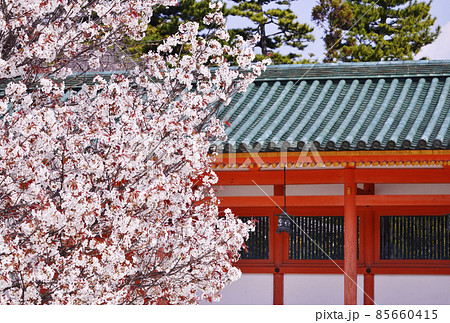 平安神宮のしだれ桜 京都の桜名所 春の京都観光スポット 左近の桜の写真素材