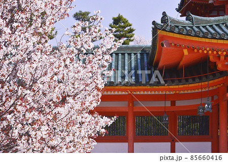 平安神宮のしだれ桜 京都の桜名所 春の京都観光スポット 左近の桜の写真素材