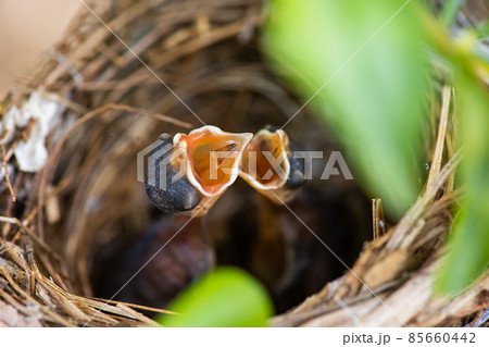 two hungry baby bird in the nest 85660442
