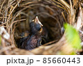baby bird in the nest 85660443
