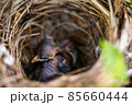 baby birds sleeps in the nest 85660444
