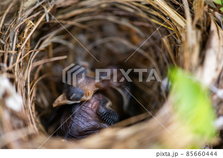 baby birds sleeps in the nest 85660444