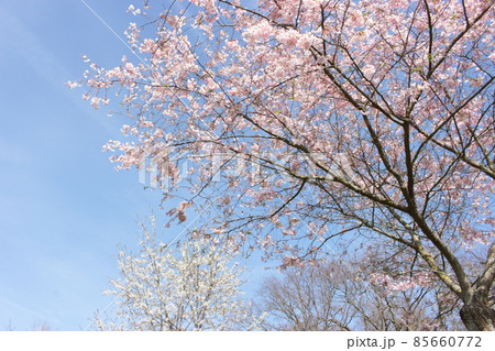 桜 桜 85660772