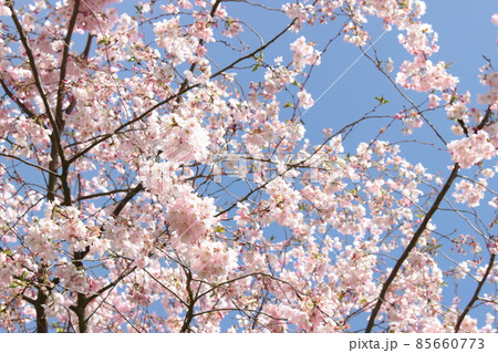 桜 桜 85660773