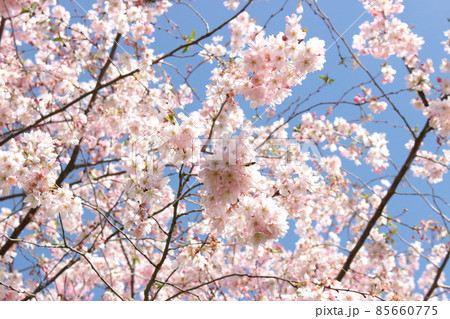 桜 桜 85660775