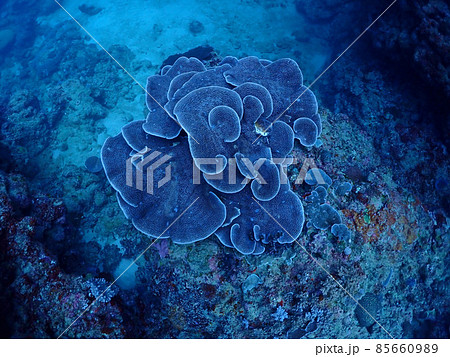 リュウキュウキッカサンゴ・石垣島海底 リュウキュウキッカサンゴ・石垣島海底 85660989