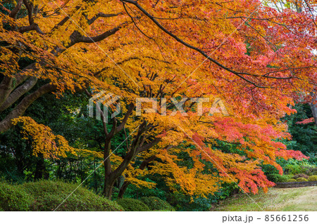 秋の東京 紅葉の旧古河庭園 秋の東京 紅葉の旧古河庭園 85661256