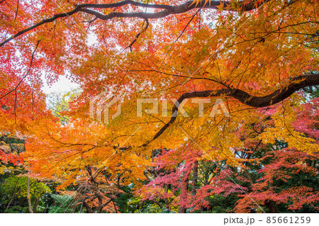 秋の東京 紅葉の旧古河庭園 秋の東京 紅葉の旧古河庭園 85661259