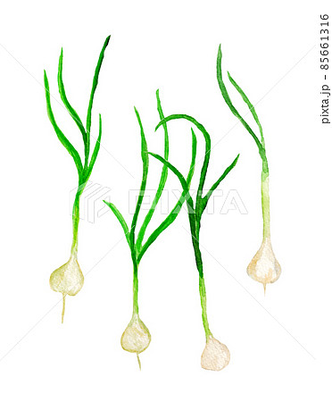 ノビルの手描き水彩イラスト 85661316