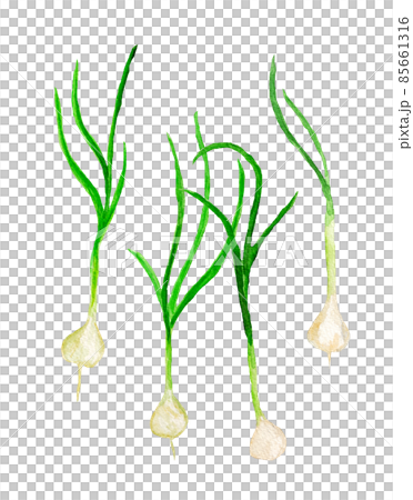 ノビルの手描き水彩イラスト 85661316