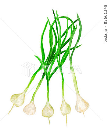 手描き水彩のノビル束イラスト 85661348