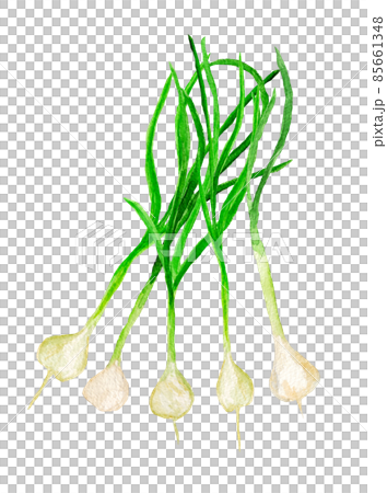 手繪水彩金釵束圖 85661348