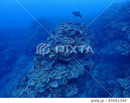 広がるサンゴの海底・石垣島 85661394
