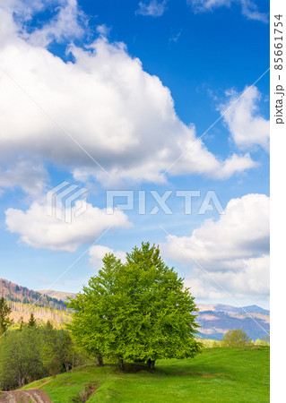 tree on the grassy hill. green nature environment in mountainous countryside. wonderful blue sky with clouds on a sunny day in early spring tree on the grassy hill. green nature environment in mountainous countryside. wonderful blue sky with clouds on a sunny day in early spring 85661754