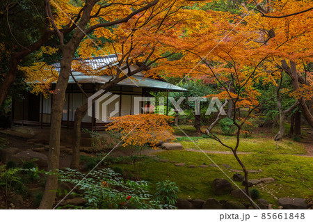 秋の東京 紅葉の旧古河庭園 茶室 秋の東京 紅葉の旧古河庭園 茶室 85661848