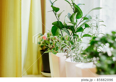 Home plants in pots. Gardening and sustainable living concept. Growing houseplants. Eco-friendly hobby. 85662096