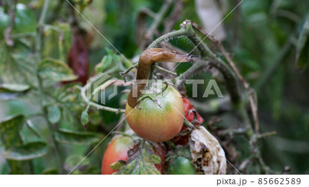 A closeup of a slug on a fresh garden tomato. 85662589