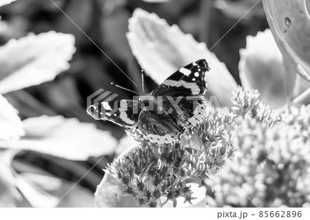 Photography to theme beautiful black butterfly Monarch Photography to theme beautiful black butterfly Monarch 85662896
