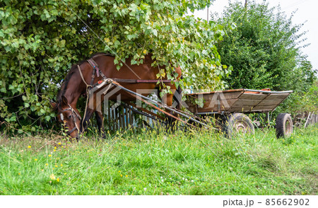 Beautiful wild brown horse stallion on summer flower meadow Beautiful wild brown horse stallion on summer flower meadow 85662902