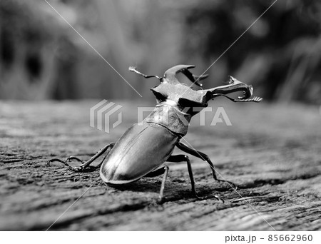 Male stag beetle with long and sharp jaws in wild forest 85662960