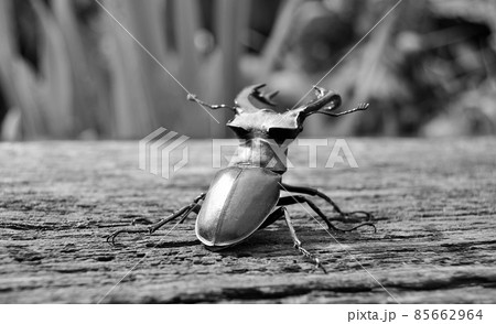 Male stag beetle with long and sharp jaws in wild forest Male stag beetle with long and sharp jaws in wild forest 85662964