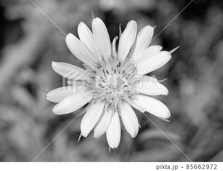 Beautiful fluffy blooming flower chamomile on colored background 85662972