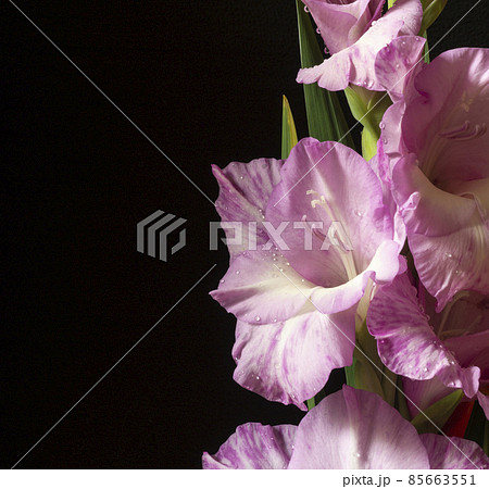 The Beautiful flower Gladiolus on black background. The Beautiful flower Gladiolus on black background. 85663551