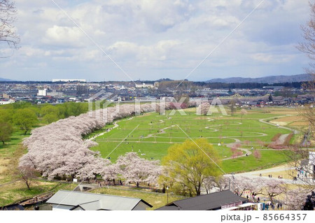 北上展勝地の桜 2021年春 北上展勝地の桜 2021年春 85664357
