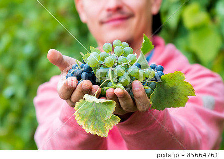 Farmer holding ripe grapes, ready for harvest. Agriculture grape farm. Selective focus 85664761