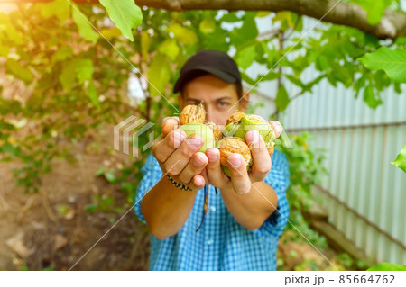 Harvesting walnuts in the autumn season. Walnut in the hand of a farmer. Selective focus Harvesting walnuts in the autumn season. Walnut in the hand of a farmer. Selective focus 85664762