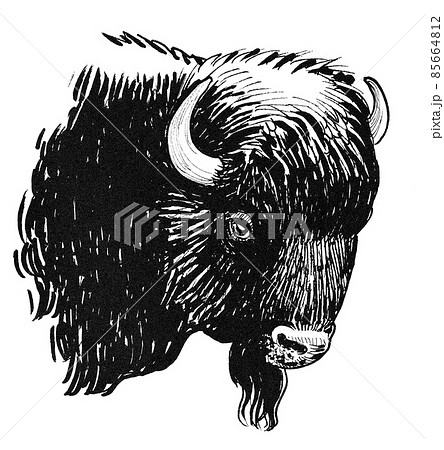 Bison bull head. Ink black and white drawing 85664812