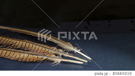 Beautiful feather of the pheasant rests upon turn blue table, Beautiful feather of the pheasant rests upon turn blue table, 85665010