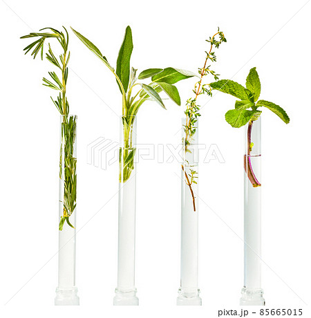 Rosemary, sage, thyme and mint are fresh, in test tubes with water. Rosemary, sage, thyme and mint are fresh, in test tubes with water. 85665015