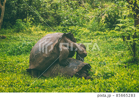 Galapagos Tortoises male and female mating breeding on Santa Cruz Island in Galapagos Islands. Giant Tortoise, Animals, nature and wildlife photography in the highlands of Galapagos, Ecuador Galapagos Tortoises male and female mating breeding on Santa Cruz Island in Galapagos Islands. Giant Tortoise, Animals, nature and wildlife photography in the highlands of Galapagos, Ecuador 85665283