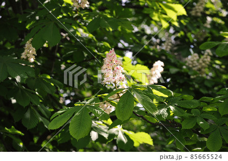 blooming chestnut in the park in the spring blooming chestnut in the park in the spring 85665524