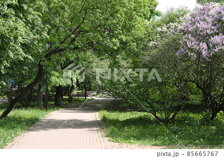 blooming lilac in the park-spring flower background 85665767