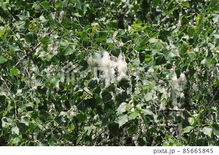 poplar down - poplar during flowering in June poplar down - poplar during flowering in June 85665845