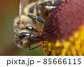 Bee on a flower closeup. Pollination of flowers 85666115