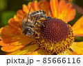 Bee on a flower closeup. Pollination of flowers 85666116