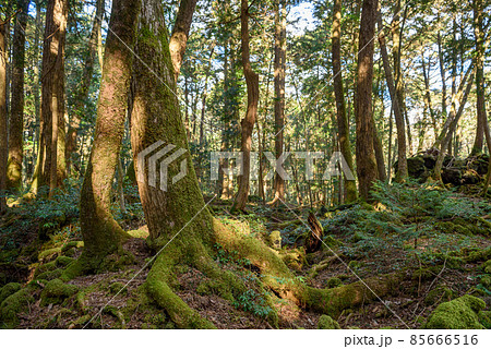 富士山麓に広がる広大な樹海の中(青木ヶ原樹海) 富士山麓に広がる広大な樹海の中(青木ヶ原樹海) 85666516