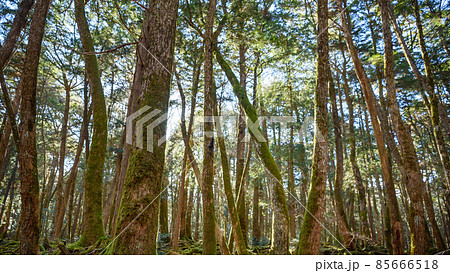 富士山麓に広がる広大な樹海の中（青木ヶ原樹海） 85666518