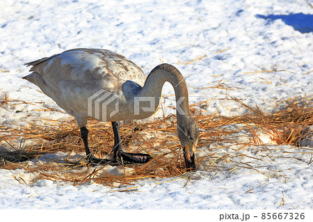 雪原の白鳥 雪原の白鳥 85667326