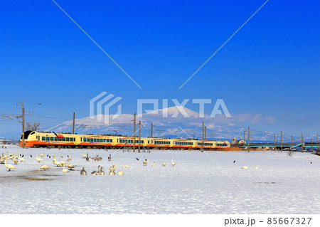 雪原の白鳥 85667327