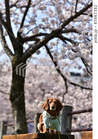 ダックスと桜 85667382