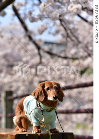ダックスと桜 ダックスと桜 85667383