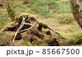 八ヶ岳の自然と木の根 85667500